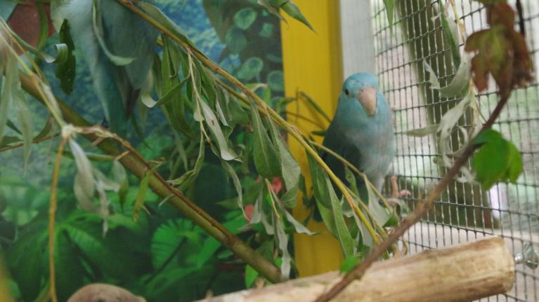 La fabuleuse exposition  d'oiseaux exotiques  du COO, RIO 3 ,  2017, coo oberhoffen haguenau grand est alsace