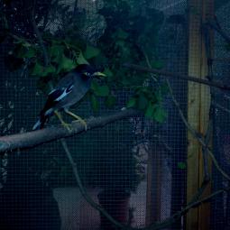 Martin triste, Acridotheres tristis, exposition oiseaux exotiques 2013, coo oberhoffen haguenau grand est alsace