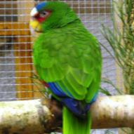 
													, exposition oiseaux exotique 2006, coo oberhoffen haguenau grand est alsace