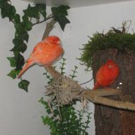 
													, exposition oiseaux exotique 2006, coo oberhoffen haguenau grand est alsace