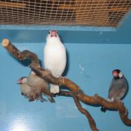 Padda de java, Lonchura oryzivora, exposition oiseaux exotique 2006, coo oberhoffen haguenau grand est alsace