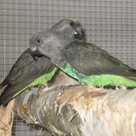 Perroquet de Meyer, Poicephalus meyeri, exposition oiseaux exotique 2006, coo oberhoffen haguenau grand est alsace