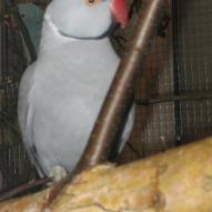 Perruche à collier gris, Psittacula krameri, exposition oiseaux exotique 2006, coo oberhoffen haguenau grand est alsace