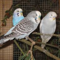 Perruche ondulée, Melopsittacus undulatus, exposition oiseaux exotique 2006, coo oberhoffen haguenau grand est alsace