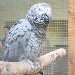 Perroquet gris du gabon, Psittacus erithacus, exposition oiseaux exotique 2012, coo oberhoffen haguenau grand est alsace