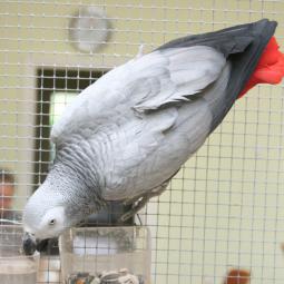 Perroquet gris du gabon, Psittacus erithacus, exposition oiseaux exotique 2012, coo oberhoffen haguenau grand est alsace