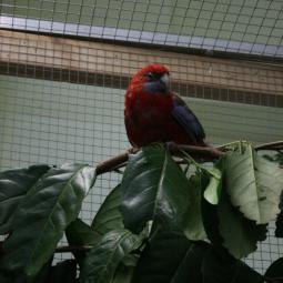 Perruche de pennant, Platycercus elegans, exposition oiseaux exotique 2012, coo oberhoffen haguenau grand est alsace