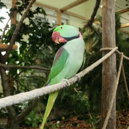 perruche grand alexandre, Psittacula eupatria, exposition oiseaux exotique 2012, coo oberhoffen haguenau grand est alsa