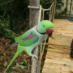 perruche grand alexandre, Psittacula eupatria, exposition oiseaux exotique 2012, coo oberhoffen haguenau grand est alsa