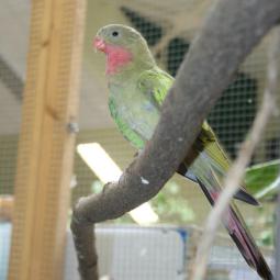 Perruche princesse de galles, Polytelis alexandrae, exposition oiseaux exotique 2012, coo oberhoffen haguenau grand est alsace