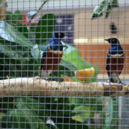 Lamprotornis superbus, Spreo superbe, exposition oiseaux exotique 2012, coo oberhoffen haguenau grand est alsace