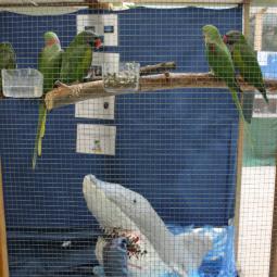 Perruche de derby, Psittacula derbiana, exposition oiseaux exotique 2012, coo oberhoffen haguenau grand est alsace