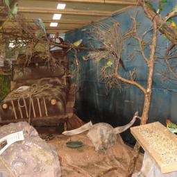 Perruche princesse de galles, Polytelis alexandrae, exposition oiseaux exotique 2011, coo oberhoffen haguenau grand est alsace