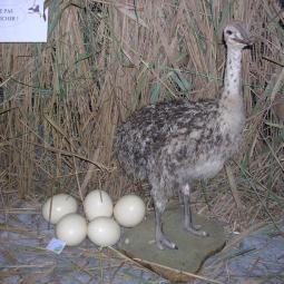 Autruche et oeuf d'autruche, exposition oiseaux exotique 2011, coo oberhoffen haguenau grand est alsace