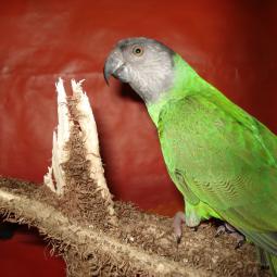 Perroquet youyou du sénégal,Poicephalus senegalus, exposition oiseaux exotique 2011, coo oberhoffen haguenau grand est alsace