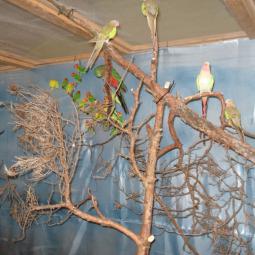 Perruche princesse de galles, Polytelis alexandrae, exposition oiseaux exotique 2011, coo oberhoffen haguenau grand est alsace