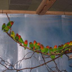 Inséparable de Fischer, agapornis fischeri, exposition oiseaux exotique 2011, coo oberhoffen haguenau grand est alsace