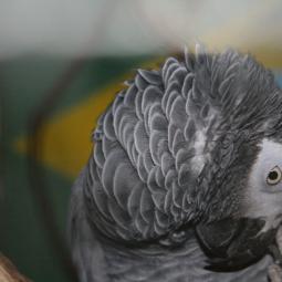 Perroquet gris du gabon, Psittacus erithacus, exposition oiseaux exotique 2010, coo oberhoffen haguenau grand est alsace