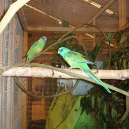 perruche de Cloncurry. Barnardius barnardius macgillivrayi, exposition oiseaux exotique 2010, coo oberhoffen haguenau grand est alsace