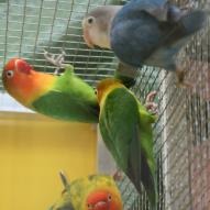 Agapornis, exposition oiseaux exotique 2009, coo oberhoffen haguenau grand est alsace