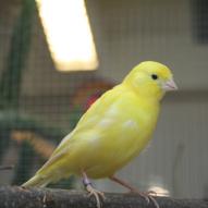 Serin des Canaries, Serinus canaria, exposition oiseaux exotique 2009, coo oberhoffen haguenau grand est alsace