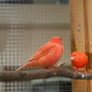 Serin des Canaries, Serinus canaria, exposition oiseaux exotique 2009, coo oberhoffen haguenau grand est alsace