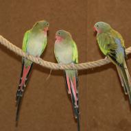 Perruche princesse de galles, Polytelis alexandrae, exposition oiseaux exotique 2009, coo oberhoffen haguenau grand est alsace
