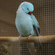 Perruche à collier, Psittacula krameri, , exposition oiseaux exotique 2009, coo oberhoffen haguenau grand est alsace