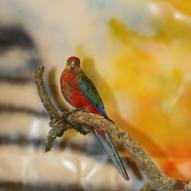 Perruche à oreilles jeunes ou  perruche de stanley, Platycercus icterotis, exposition oiseaux exotique 2009, coo oberhoffen haguenau grand est alsace