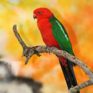 Perruche royale, Alisterus scapularis, exposition oiseaux exotique 2009, coo oberhoffen haguenau grand est alsace