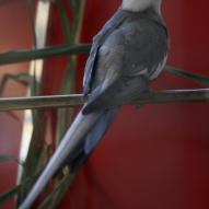 Perruche calopsitte face blanche, Nymphicus hollandicus, exposition oiseaux exotique 2008, coo oberhoffen haguenau grand est alsace