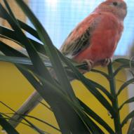 Perruche de bourke rose, Neopsephotus bourkii, exposition oiseaux exotique 2008, coo oberhoffen haguenau grand est alsace