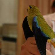 Perruche élégante, Neophema elegans, exposition oiseaux exotique 2008, coo oberhoffen haguenau grand est alsace
