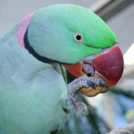 perruche grand alexandre, Psittacula eupatria, exposition oiseaux exotique 2008, coo oberhoffen haguenau grand est alsace