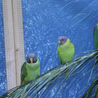Perruche tête de prune, Psittacula cyanocephala, exposition oiseaux exotique 2008, coo oberhoffen haguenau grand est alsace