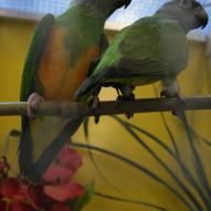 Perroquet youyou du sénégal,Poicephalus senegalus, exposition oiseaux exotique 2008, coo oberhoffen haguenau grand est alsace