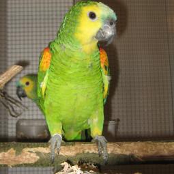 Perroquet amazone à front bleu, Amazona aestiva, exposition oiseaux exotique 2007, messti, coo oberhoffen haguenau grand est alsace