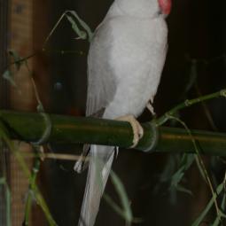 Perruche à collier gris, Psittacula krameri, exposition oiseaux exotique 2007, messti, coo oberhoffen haguenau grand est alsace
