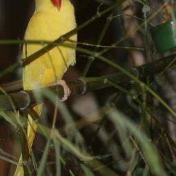 Perruche à collier jaune, Psittacula krameri, exposition oiseaux exotique 2007, messti, coo oberhoffen haguenau grand est alsace