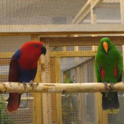 Perruche grand eclectus, Eclectus roratus, exposition oiseaux exotique 2007, messti, coo oberhoffen haguenau grand est alsace