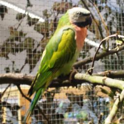 Perruche de derby, Psittacula derbiana, exposition oiseaux exotique 2007, messti, coo oberhoffen haguenau grand est alsace