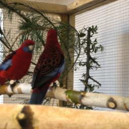 perruche de pennant, Platycercus elegans, exposition oiseaux exotique 2007, messti, coo oberhoffen haguenau grand est alsace