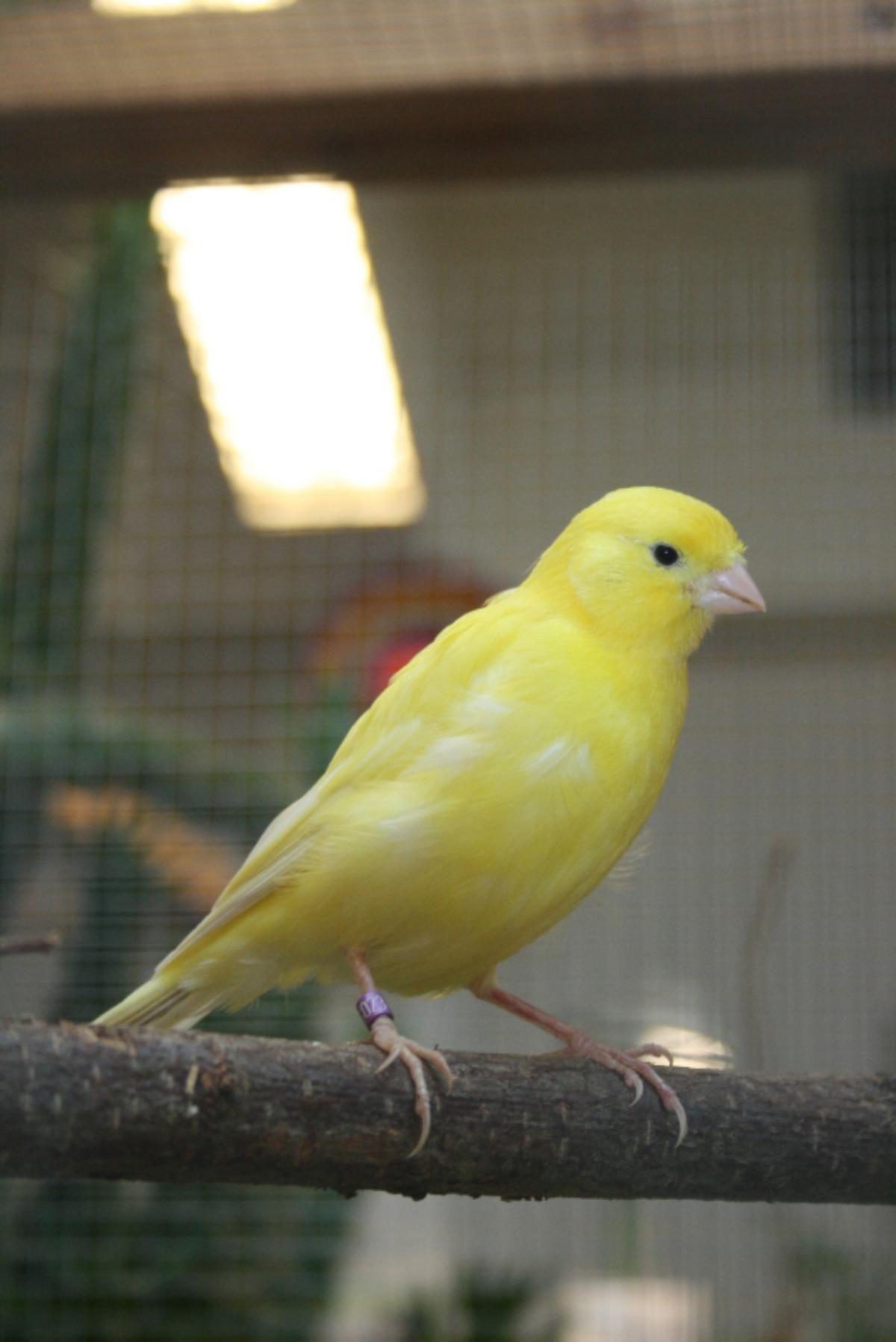 Serin des Canaries, Serinus canaria, COO, Club ornithologique de oberhoffen sur moder